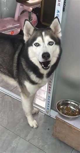 Cute Pup's Adventure: The Well-Behaved Dog on a Sled