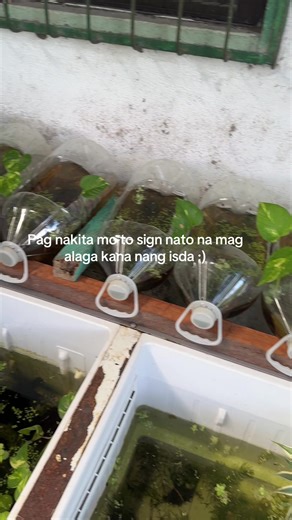Essential Tips for Starting Your Fishkeeping Journey