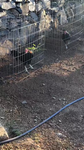 Jap🦍 | Alejandro Marquez