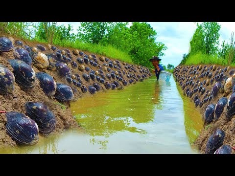 Big Clams and Snails Hidden in the Mud Field!