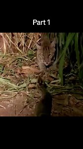 #videosPython hunting bob cat😱 | Video Snake