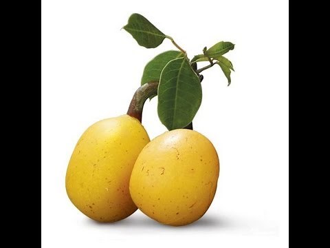 Fruit of Amarula - How to Eat Marula Fruit. I shot this Video in South Africa