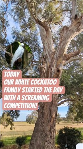 Aussie wildlife vs serenity of peaceful homestead #shorts