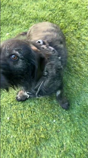 Leo er til adoption i Kolding, Jylland