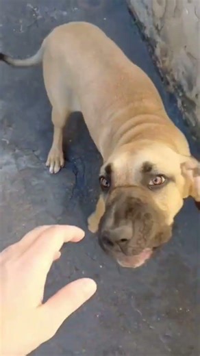 Fila brasileiro femea dourada Azula do amigo Lucas #cachorro #pets