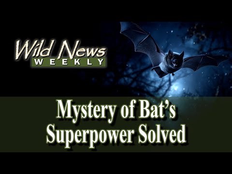 Mystery Solved: The Secret Navigation System Bats Use to Fly in the Dark is Finally Uncovered