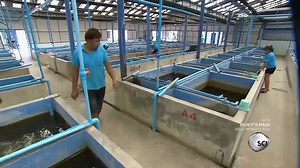 Aquariums have been around for hundreds of years. The most common aquarium fish is the goldfish. Mondays 9/8c on Science channel. | Cobalt Aquatics