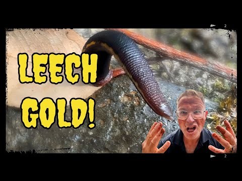 Wading through a swamp of leeches to find GOLD!