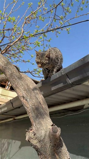 SMART CAT USES A TREE TO CLIMB DOWN FROM HIGH ROOF #bravetom #funnycats #cats #CartoonEraMind