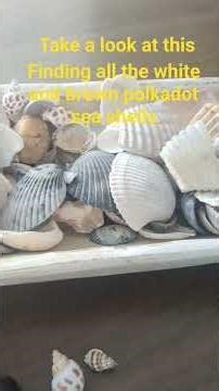 sea shells #music Asmr sooooo fun