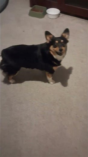 My Yapper....loves to boss us around #m3fam #pups #auggie #yapper