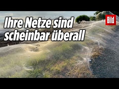 Spinnen-Apokalypse in Australien 🕷🕸🕷😱