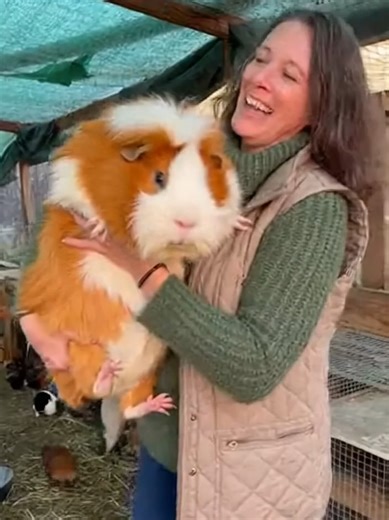Farm life hits different with a giant guinea pig! 🐹✨ #GiantGuineaPig #FarmVibes #CuteAnimals #ViralPets