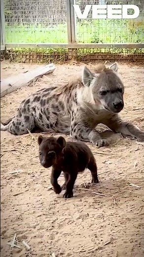 Hyenas: Laughing Predators and Matriarchal Societies