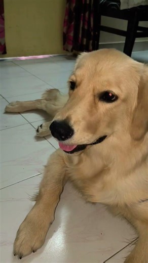 hi all thankyou for your support#dogclub #dog #goldenretreivers #animaldubbing #animaldubbingvideos