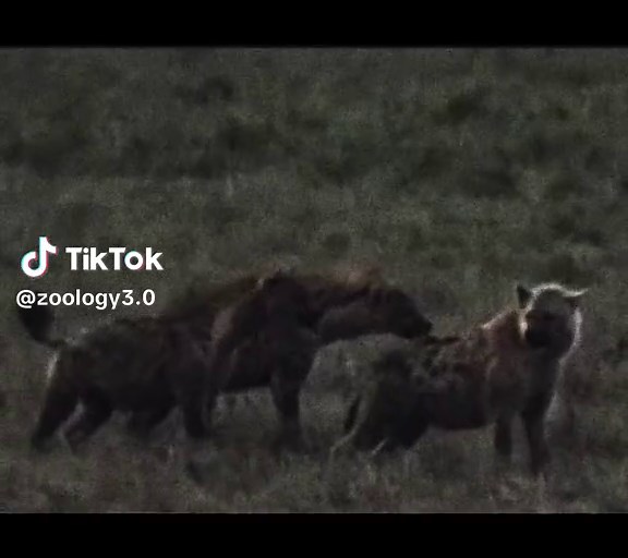 Exploring Lions: Nature and Habit of the Wild