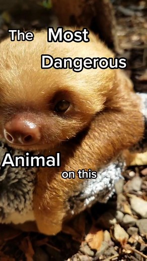 The Most Dangerous Animal in the World