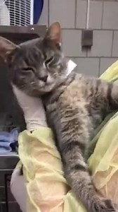 47 reactions · 15 shares | ADOPTED! :) CHLOE - ID #A119716 (Vetted...