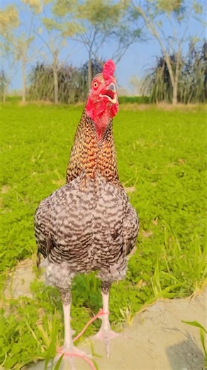 Nature’s Alarm Clock – Gorgeous Rooster in Action!plz like & subscribe me #birds #rooster #viral
