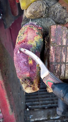 176K views · 496 reactions | I don’t even know how that’s possible!!! | The Hoof Cowboy | Facebook