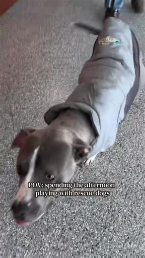 💜💜🐾Check out PAW’s latest TikTok video! Adoptable dogs can be found at www.paw-rescue.org/dogs #adoptdontshop #rescuedogsrock #adoptme #rescuedogs #rescuedogsofinstagram #rescuedismyfavoritebreed #dogsofinstagram #doglover #dogsofinstagram #dogoftheday #fosteringsaveslives | PAW Partnership For Animal Welfare