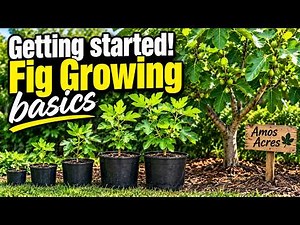 Basic Fig Care for Beginners