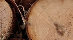MACRO, CLOSE UP: Cross section of freshly cut birch tree trunk stacked in woodpile. Beautiful wood pattern, inner and outer layers, annual growth rings, cracks in heartwood and stunning white bark Stock Video