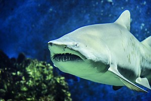 The Surprising Evolution Of Shark Cartilage - Welcome To SharkSider.com!