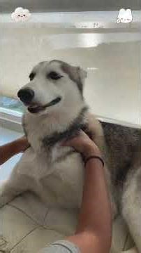 Funny huskies being loud, dramatic, and full of personality 🐺😂 Talking back, howling for no reason