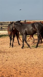 32K views · 1.3K reactions | Watch closely…  (merry-go-round) Yearling Cowhorse and Race fillies. | Fulton Quien Sabe Ranch | Facebook