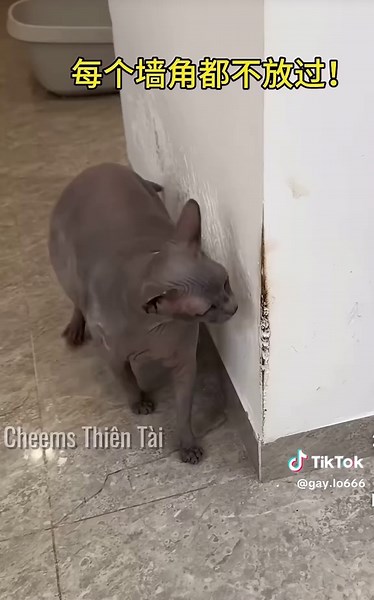 Phát hiện bí ẩn ở nhà mới: Vết máu và mèo không lông