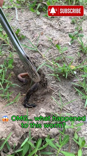 Look! A dried-up earthworm!!! What should I do now?