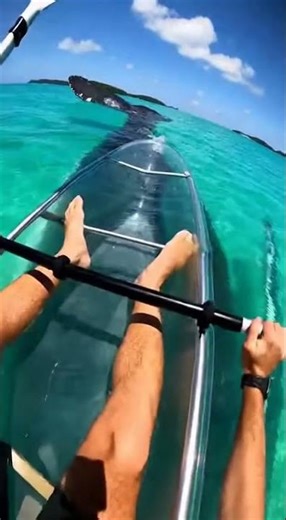 Security Cam: Giant Whale Passes Under Clear Kayak — Man Panics 😱🐋