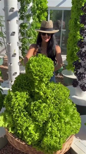 Este es un mes de crecimiento de lechuga en una torre aeropónica