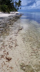 Surprising attack on #Lemonshark pup by a #Barracuda. It is common to see these juvenile sharks in the shallows around #Alphonse, but this is the first time that we have witnessed such a predation event. Video credit to Juho Karu @Blue Safari Seychelles | ICS Seychelles