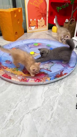 This waterbed is so fun that you can put small fish in it, and the babies will love it 😍😍🐈🐈‍⬛🐈🐈‍⬛❤️❤️#cutcat #petwaterbed #catbed #waterpillow #playbed