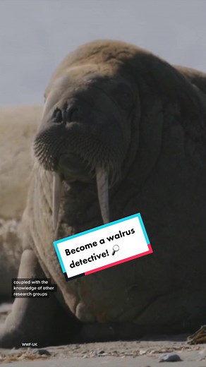 Help us understand the impacts of the climate crisis on walrus! Simply go to our #WalrusFromSpace platform and test your walrus counting skills! 🔎 #Walrus #AtlanticWalrus #Arctic #Norway #WildlifeConservation #Polar #ClimateCrisis