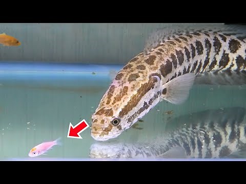 ライギョの水槽にコイを泳がせると…