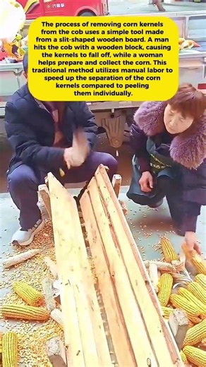 A Unique Way to Separate Corn Kernels! Simple Tools, Rich Results ‼️