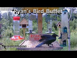 Brownville's Food Pantry For Deer - "Ryan's Bird Buffet" - Crow With Bad Leg 6.25.21
