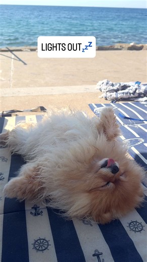 Day at the beach isn't for the weak ones 😂 #doglife #beachdog #dogreels #pomeranian #tireddog