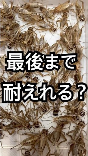 【最後まで耐えれる？】集合体恐怖症！！喉が渇いたコオロギに水をあげた結果🦗 #集合体恐怖症 #恐怖症 #虫 #コオロギ #耐久