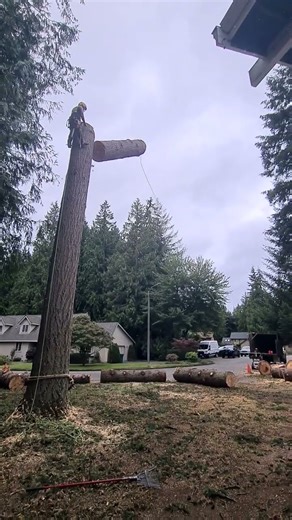 Douglas Fir Tree Removal - Bothell Washington