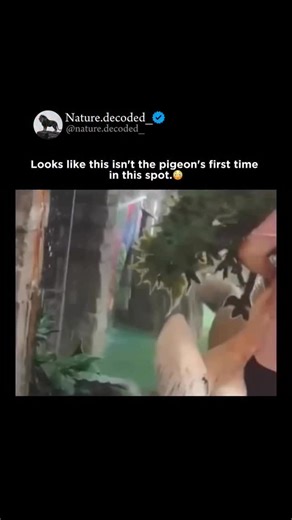 Earth | Nature | Ocean on Instagram: "When you see a pigeon stuck inside a pelican’s throat, you’re witnessing a clash between two very different survival strategies. Pelicans are what we call “opportunistic generalists,” meaning they will try to swallow almost anything that fits in their giant throat pouch, known as a gular pouch. The pigeon is struggling because it has been caught by a predator that doesn’t have teeth to chew; instead, the pelican uses its pouch like a big biological net to tr