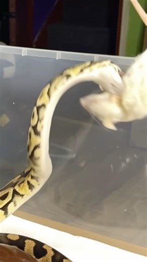 SUSHI | Pastel Enchi Het Clown Royal / Ball Python | #strike #short 🐯🍱🎬 (19.09.25)