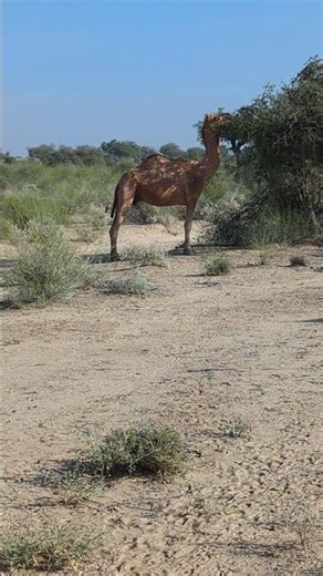 Camel grazing in the tree in desert area of Thar amazing videography please watch #usa#india#mexico