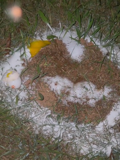 These guys are gonna be massive by the morning #ants #science #nature #comedy