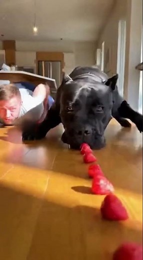 He loves his FRUIT so much! 🍓❤️