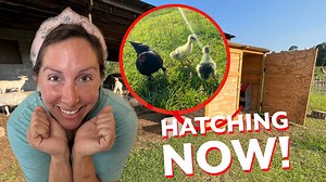 17K views · 1K reactions | New Babies! Pepper, our chicken from Ima Survivor Donkey and Farm Animal Sanctuary, is hatching Geese! A Huge Thank you to Chestnut Hills Farmstead for the eggs! | Big Family Small Farm | Facebook