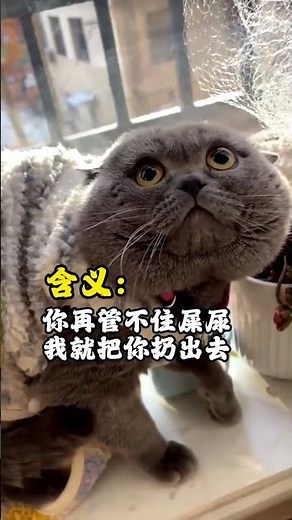 How to Train Your Cat Without Hitting It: Effective Techniques